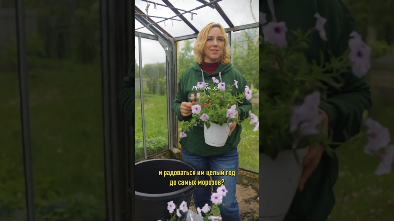 У вас будет целое облако прекрасных ароматных петуний до самых морозов! Как посадить петунию
