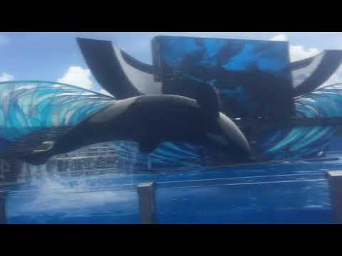 Orca Encounter (full show) at SeaWorld Orlando 8/29/20. — 3rd row left side