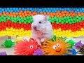 The Best Hamster Challenges 12 - Hamster Escapes from the Most Amazing Mazes 🐹 Mr Hamster
