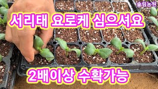 서리태콩 요로케 심으면 2배이상 수확가능 서리태심는시기,재배방법,적심,순지르기,,청자5호 새바람,귀족서리태
