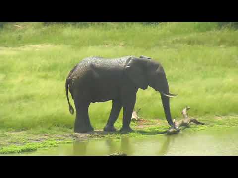 Djuma: Lone Elephant bull - 03/02/19