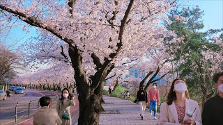 [4K] Seoul Walk - Korea&#39;s Most beautiful, famous, crowded cherry blossom road 🌸Yeouido Yoonjung-ro.