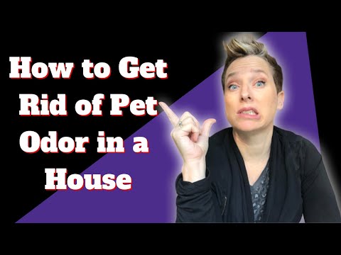 How to Get Rid of Pet Odor in a House