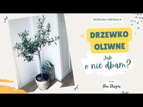 , title : 'Drzewko oliwne - moja uprawa, zimowanie i doświadczenia, o których nigdzie nie przeczytacie!'