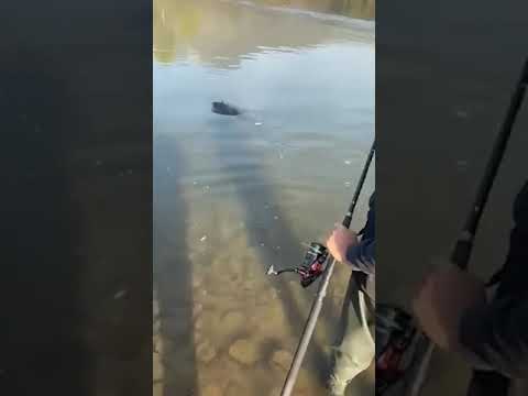 Ulov mladice na Drini kod Bratunca u mjestu Voljevica teške oko 20kg i duge 125cm, Meldin Mehmedović