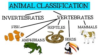 Animal Classification for Children: Classifying Vertebrates and Invertebrates for Kids - FreeSchool