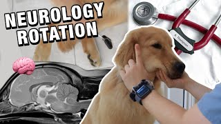 A DAY IN THE LIFE OF A VET STUDENT: neurology rotation + how to do a neurologic exam 🐾