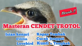 Download lagu Suara Masteran Cendet Trotol-Cendet Anakan-Cendet Bahan isian Juara mp3 Download lagu Suara Masteran Cendet Trotol-Cendet Anakan-Cendet Bahan isian Juara mp3