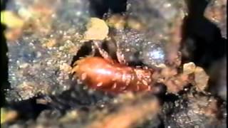 Soil Critters - Life in the Great Underneath