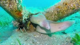House Reef | Safaga Egypte | Nemo Dive Club & Hotel