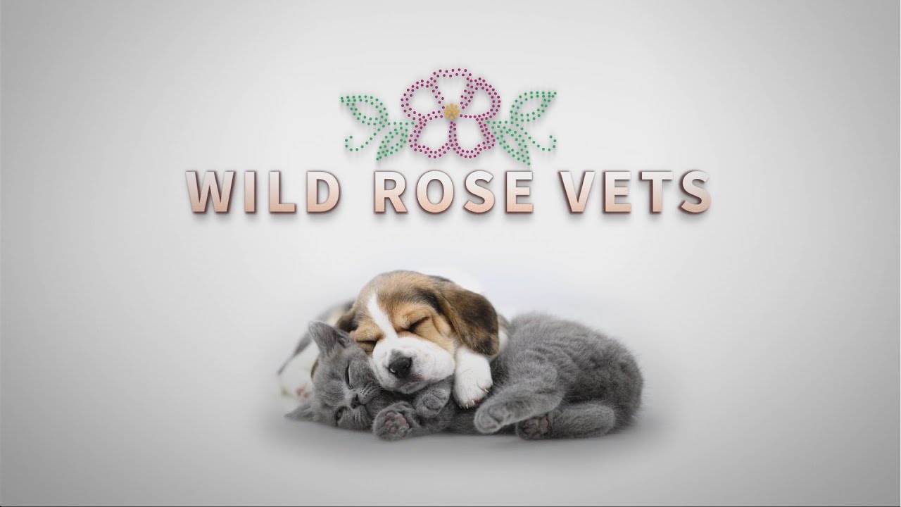 Wild Rose Vets Season 1 Trailer