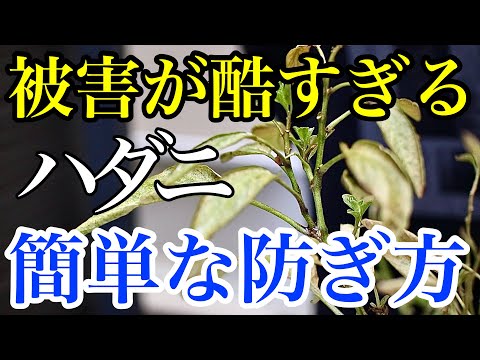 消毒用アルコールを使って殻を剥いたコナカイガラムシを自然かつ永久に駆除する方法
