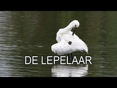 NATUURLIJK OP PAD #35 - De Lepelaar