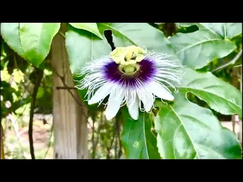 GROW YOUR OWN FOOD AND MEDICINE; EDIBLE LANDSCAPE, FOOD FOREST, Garden Ideas