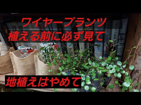 ワイヤー・シュミーレ 植物
