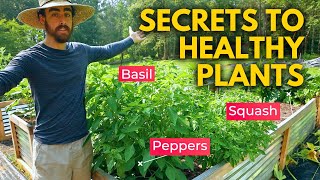 How to Grow The Perfect Summer Garden