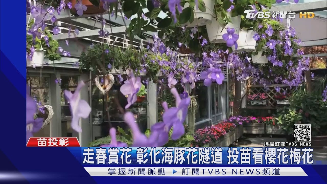 走春賞花！彰化海豚花隧道　投苗看櫻花梅花