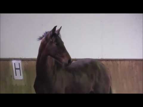 *2017 Hengst von Vitalis - Damon Hill  SOLD!!!