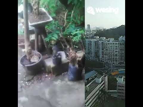 Tresno Kalingan Negoro