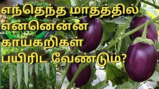 What vegetables to grow in what month vegetable ch