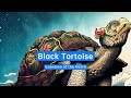 Unlocking The Enigma Of The Black Tortoise Guardian Of The North Chinese Astrology Explained