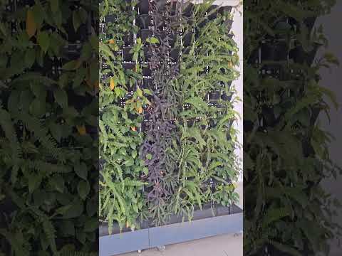 Vertical garden #summer #hot #peaceful #peace #family #missyou #fahima