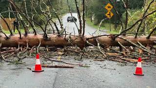 Nor'easter downs tree on Black Rock Turnpike in Redding, CT