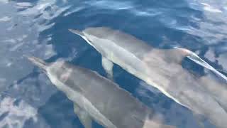 Incredible dolphin interaction in the Lhaviyani Atoll, Maldives