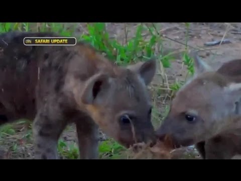 Safari Live : The naming of Hyena Ribbon's two cubs Ntima & Lamula  May 14, 2017