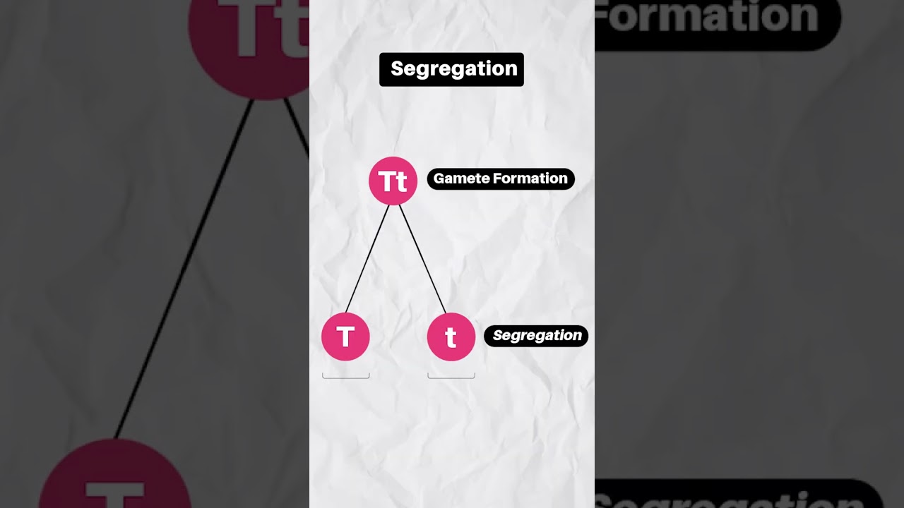 Law of Segregation | Genetics Class XII #shorts #neet #biology