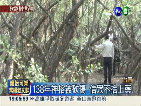 砍毀300棵老樹 台南警追緝怪客!