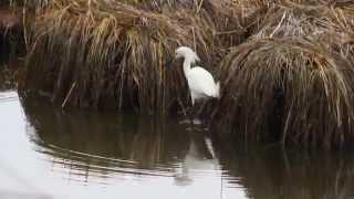 Snowy Egret Foraging