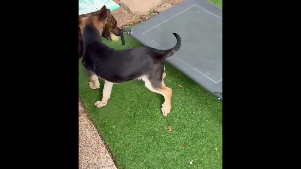 Enlarge Lucy, an adopted mixed breed in Chicago, IL video 3/3