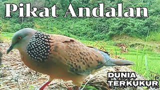 Download lagu PIKAT TEKUKUR ANDALAN TURUN LAPANGAN ,..TARGET SUARA PETIR mp3 Download lagu PIKAT TEKUKUR ANDALAN TURUN LAPANGAN ,..TARGET SUARA PETIR mp3