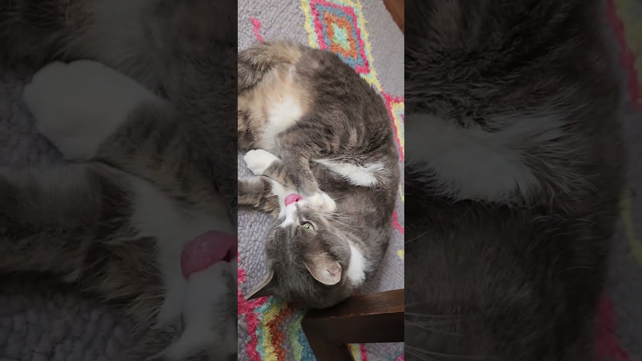 Enlarge Pratt, a Adoptable Domestic Short Hair in Philadelphia, PA video 6/6