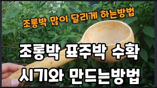조롱박 키우는 방법과 수확시기 표주박 만드는방법 ~ #조롱박키우기 #조롱박재배 #조롱박만드는방법 #박재배 #…