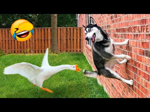 Funny Dogs And Cats Videos 2023 😅👌 - Best Animal Videos Of The Month 😁 #2