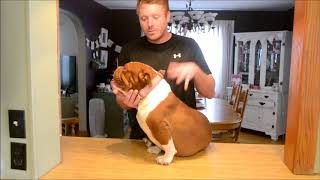 Bruiser's Iron Man