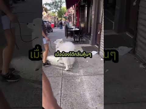 ต่อให้เดินไกลแค่ไหน กลิ่นที่หนูรักที่สุดก็คือ 