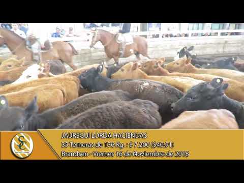 16-11-18 Venta de Hembras - Jauregui Lorda Haciendas - Brandsen