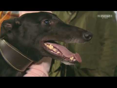 Millwards Whitey   ECC Timber Laurels Final 2015   Belle Vue