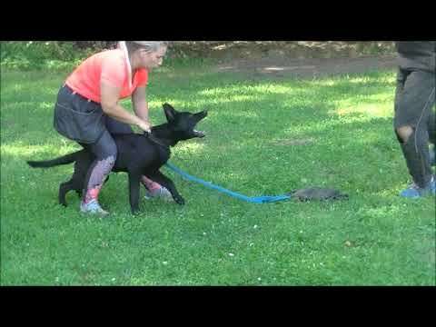 Zeus Vamoz Bohemia - defence 4,5 months