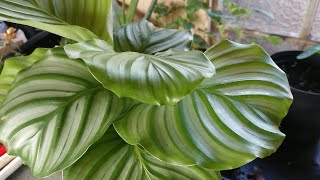 How to Repot a Calathea Orbifolia - Step By Step Guide ~ Prayer Plant