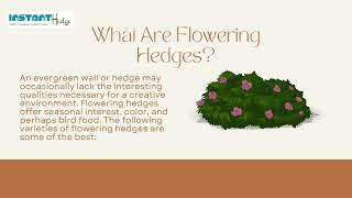 Are You In Search Of Flowering Hedges ?