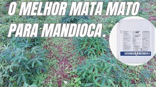 O MELHOR HERBICIDA (MATA MATO) PARA MANDIOCA, AIPIM.