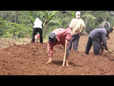 Thor bahaya palu dan manfaat Pil potensi India