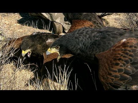 Harris Hawks Hunt Together | Deadly 60 BBC Earth — 3 jastraby v koordinovanom love.