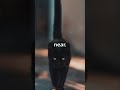 Black Cats Are NOT Bad Luck They Re Pure Magic