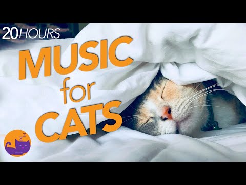 20 HOURS of Relaxing Cat Music - EFFECTIVE IMMEDIATELY