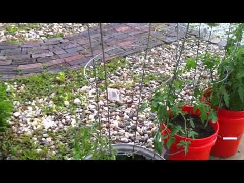 Aquaponics/hydroponic update 05-22-11